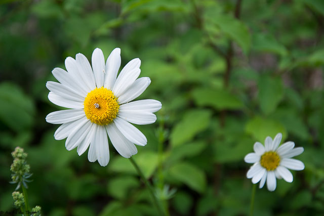 Photographie Plante