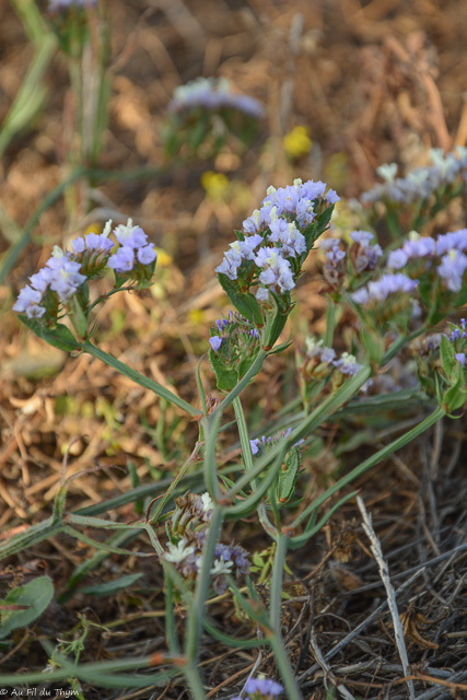 Photographie Plante