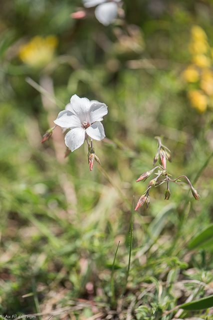 Photographie Plante