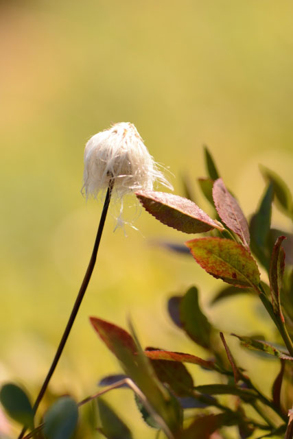 Photographie Plante