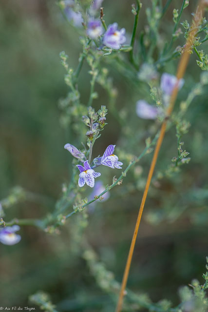Photographie Plante