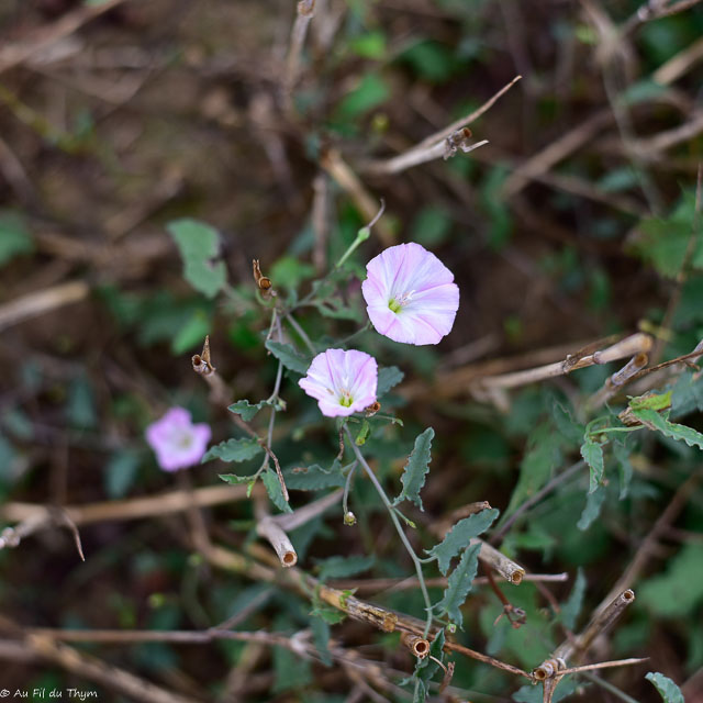Photographie Plante