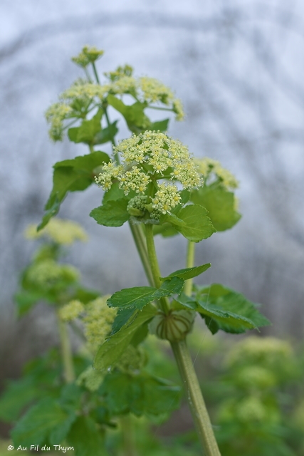 Photographie Plante