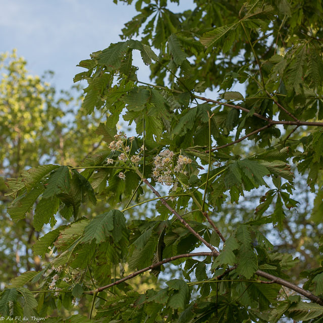 Photographie Plante