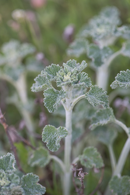 Photographie Plante