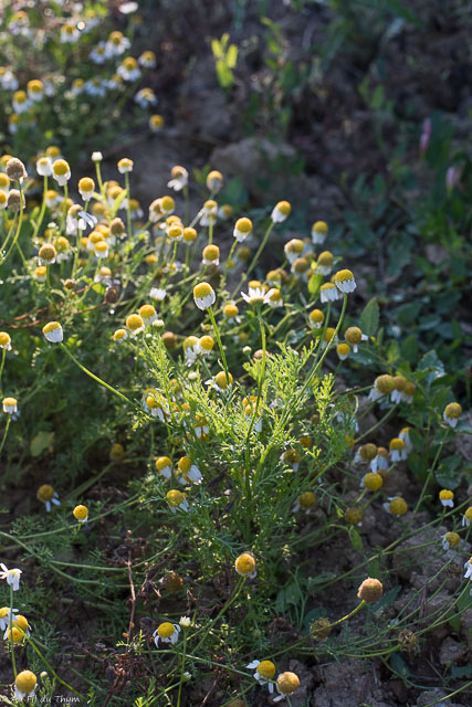 Photographie Plante