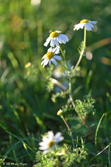 Photographie Plante