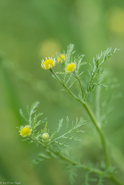 Photographie Plante