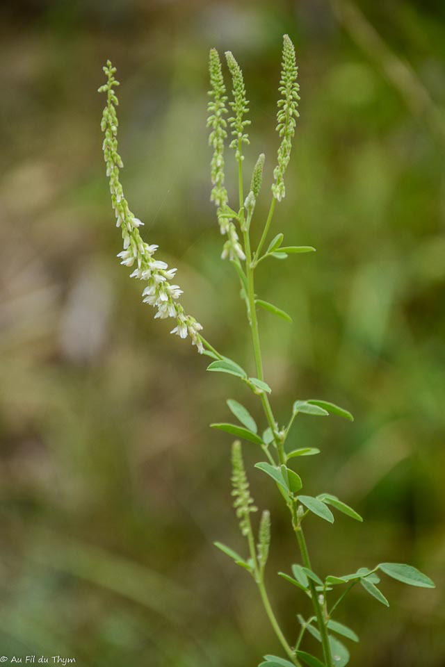 Photographie Plante