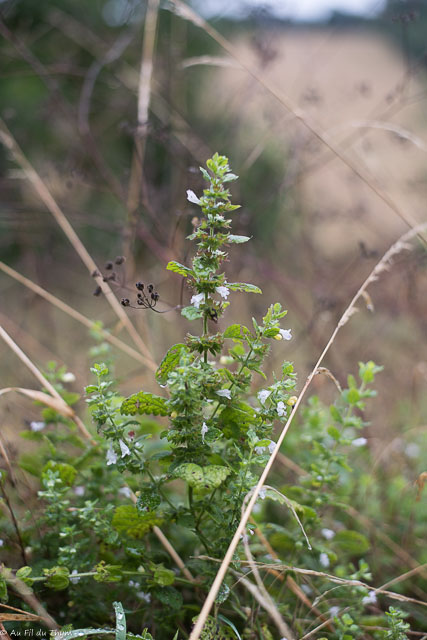 Photographie Plante