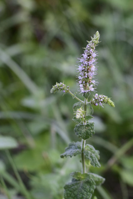 Photographie Plante
