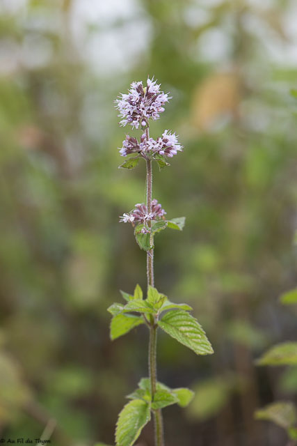 Photographie Plante
