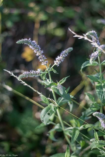 Photographie Plante