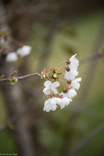 Photographie Plante