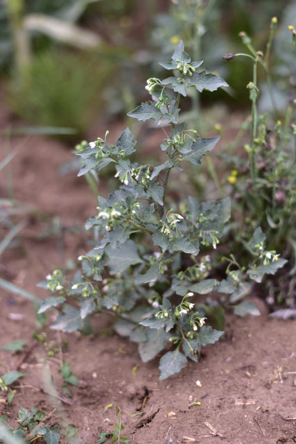 Photographie Plante