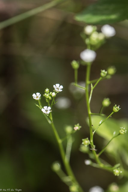 Photographie Plante