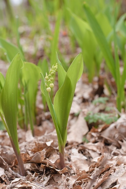 Photographie Plante