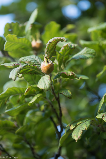 Photographie Plante