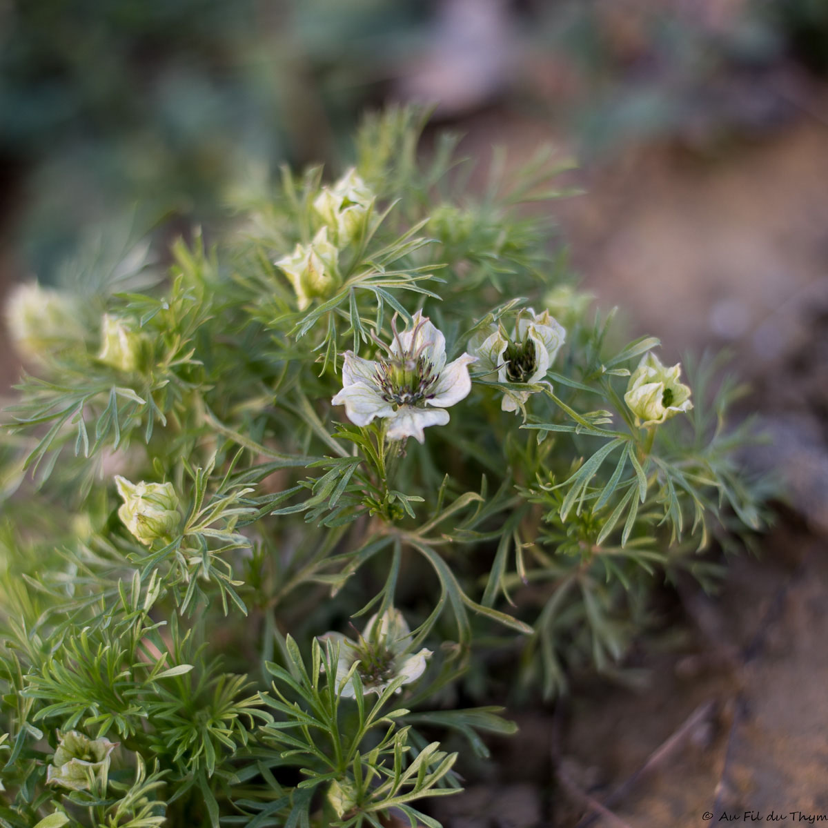 Photographie Plante