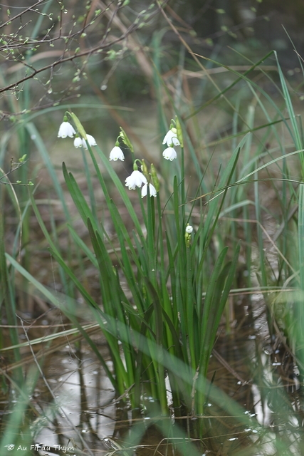 Photographie Plante