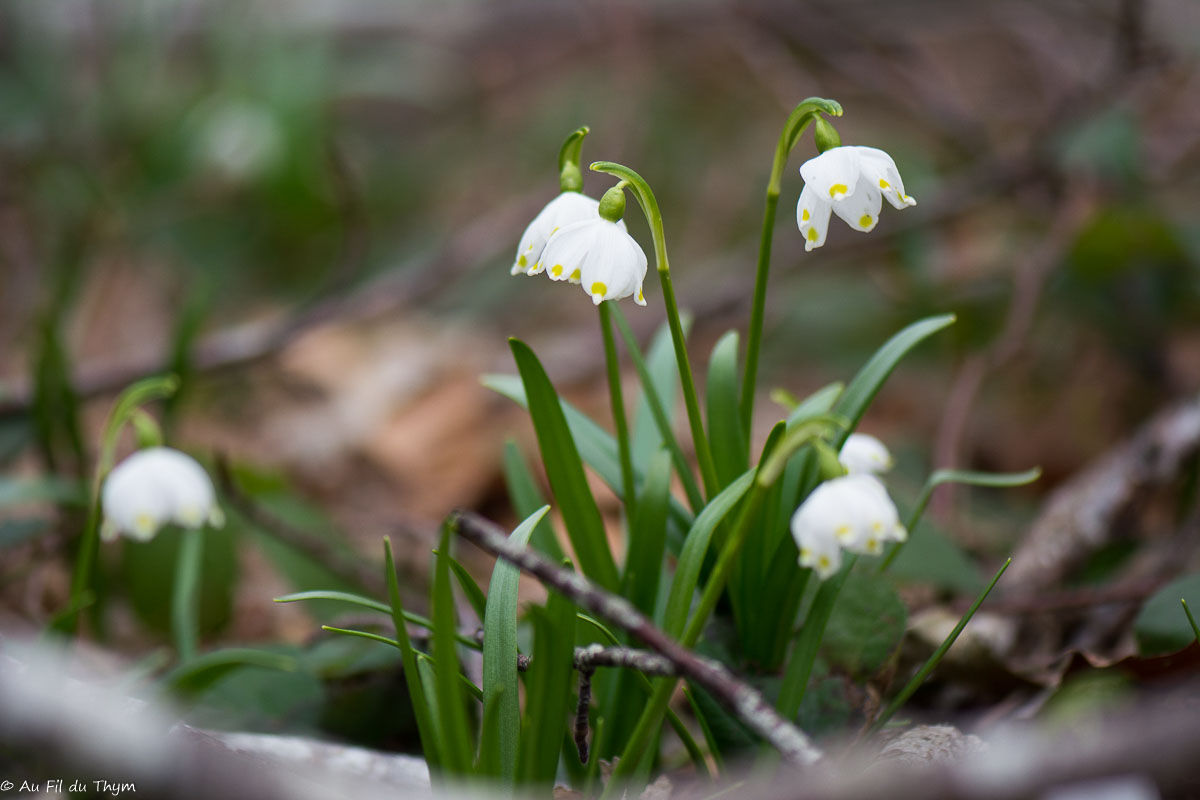 Photographie Plante
