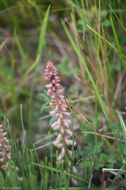 Photographie Plante