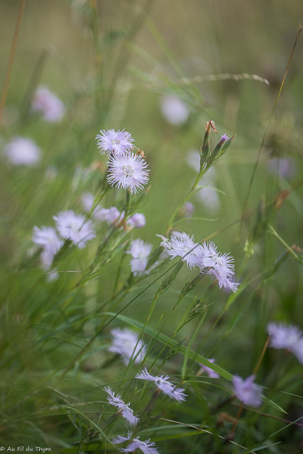 Photographie Plante