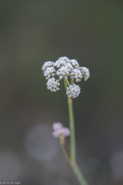 Photographie Plante