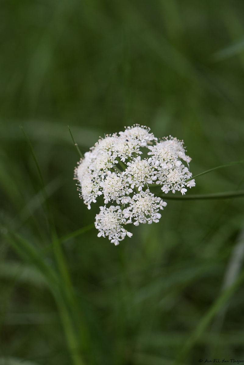 Photographie Plante