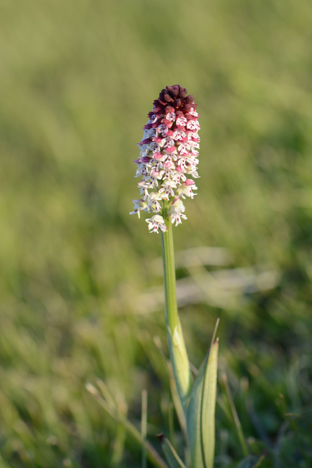 Photographie Plante