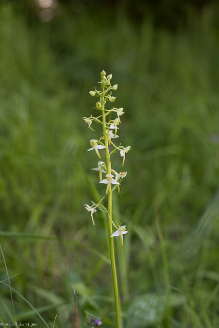 Photographie Plante