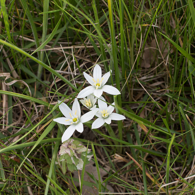 Photographie Plante