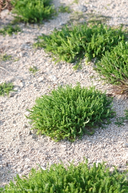Photographie Plante
