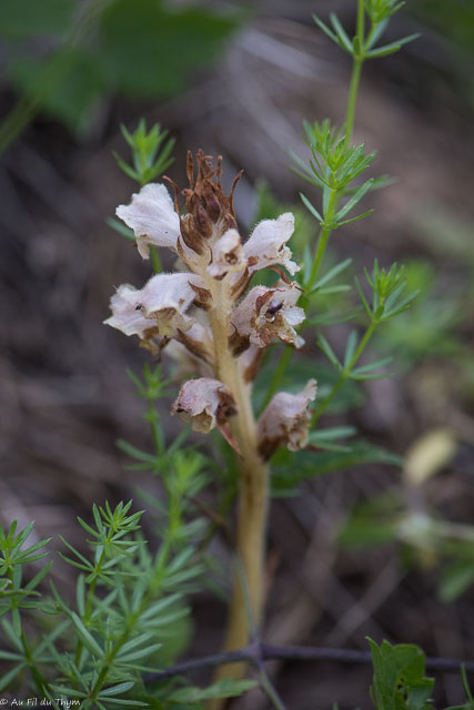 Photographie Plante