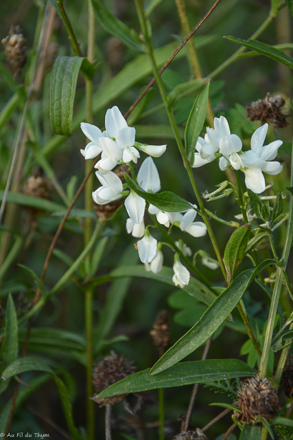 Photographie Plante
