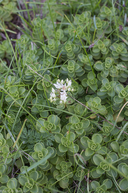 Photographie Plante