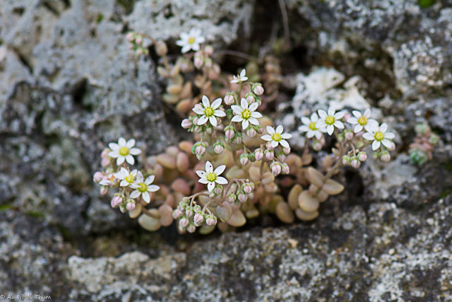 Photographie Plante