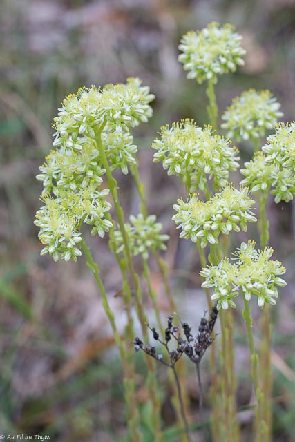 Photographie Plante
