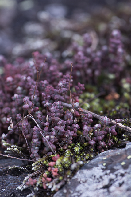 Photographie Plante