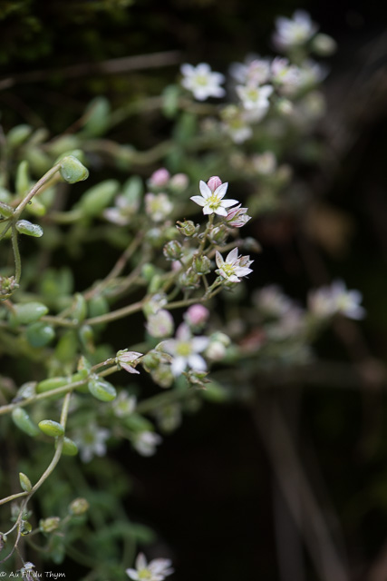 Photographie Plante