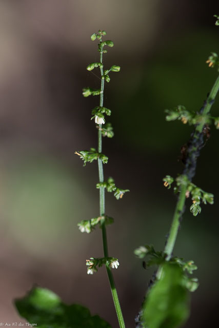 Photographie Plante