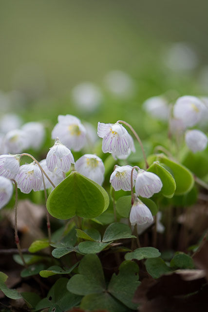 Photographie Plante