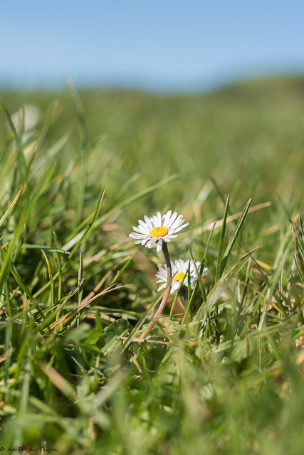 Photographie Plante