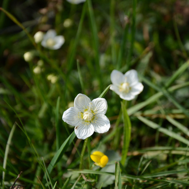 Photographie Plante