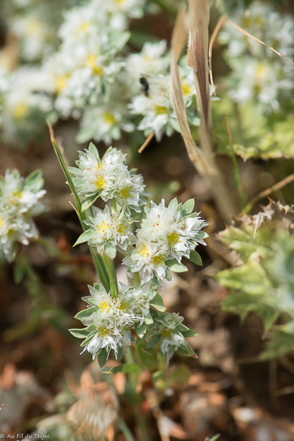 Photographie Plante