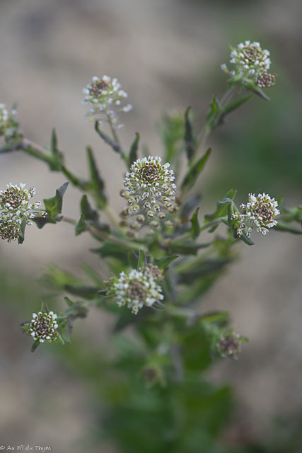 Photographie Plante