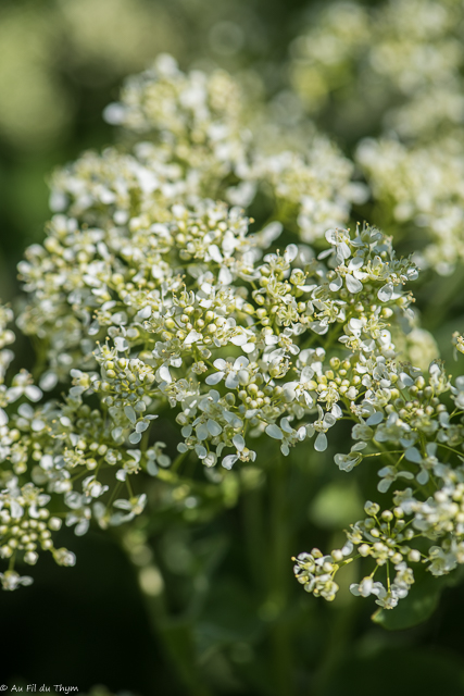Photographie Plante