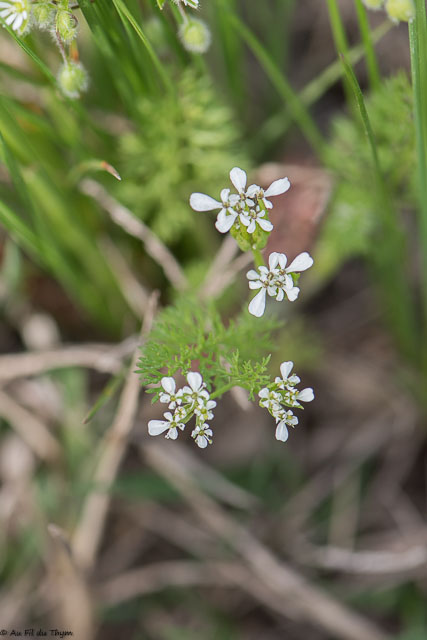 Photographie Plante
