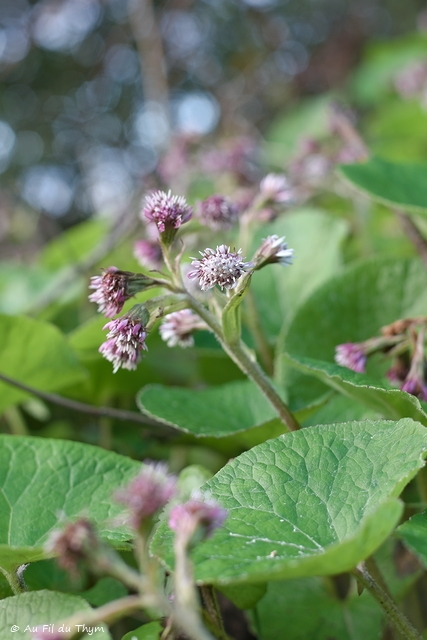 Photographie Plante