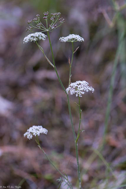 Photographie Plante